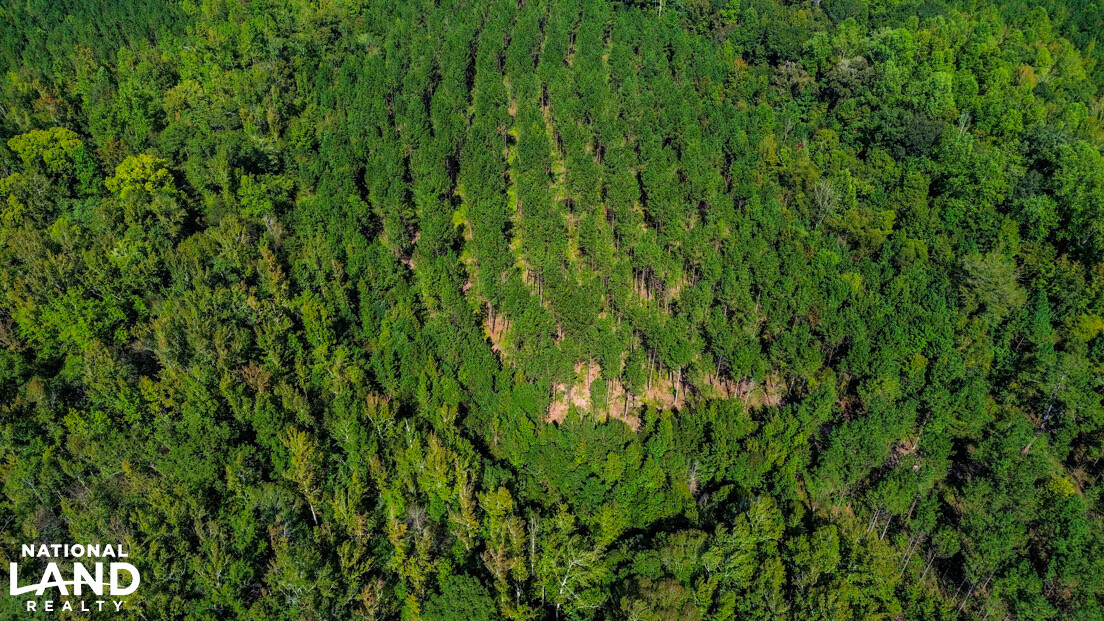 Deer Creek Road Farm, Camp and Timber in Bibb County, AL (60 of 75)