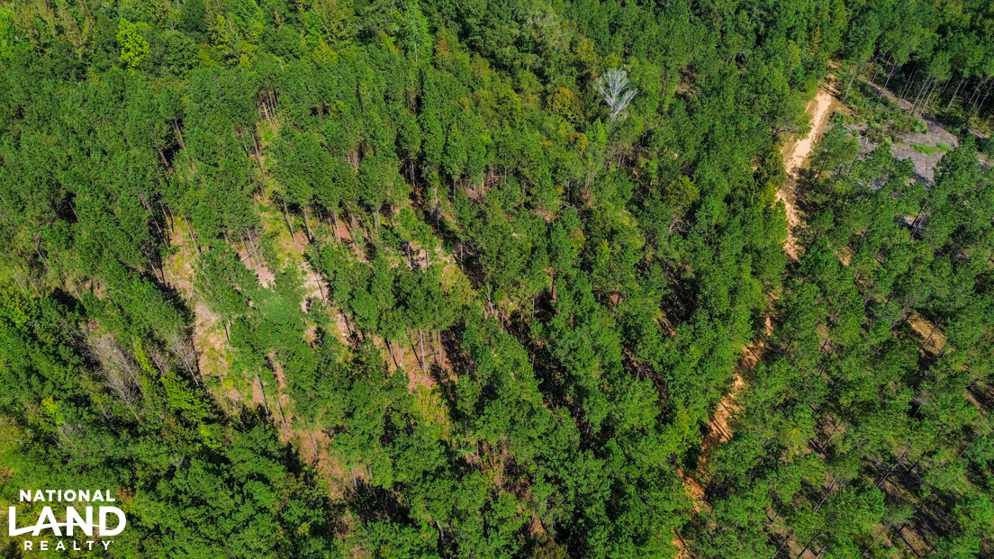 Deer Creek Road Farm, Camp and Timber in Bibb County, AL (61 of 75)