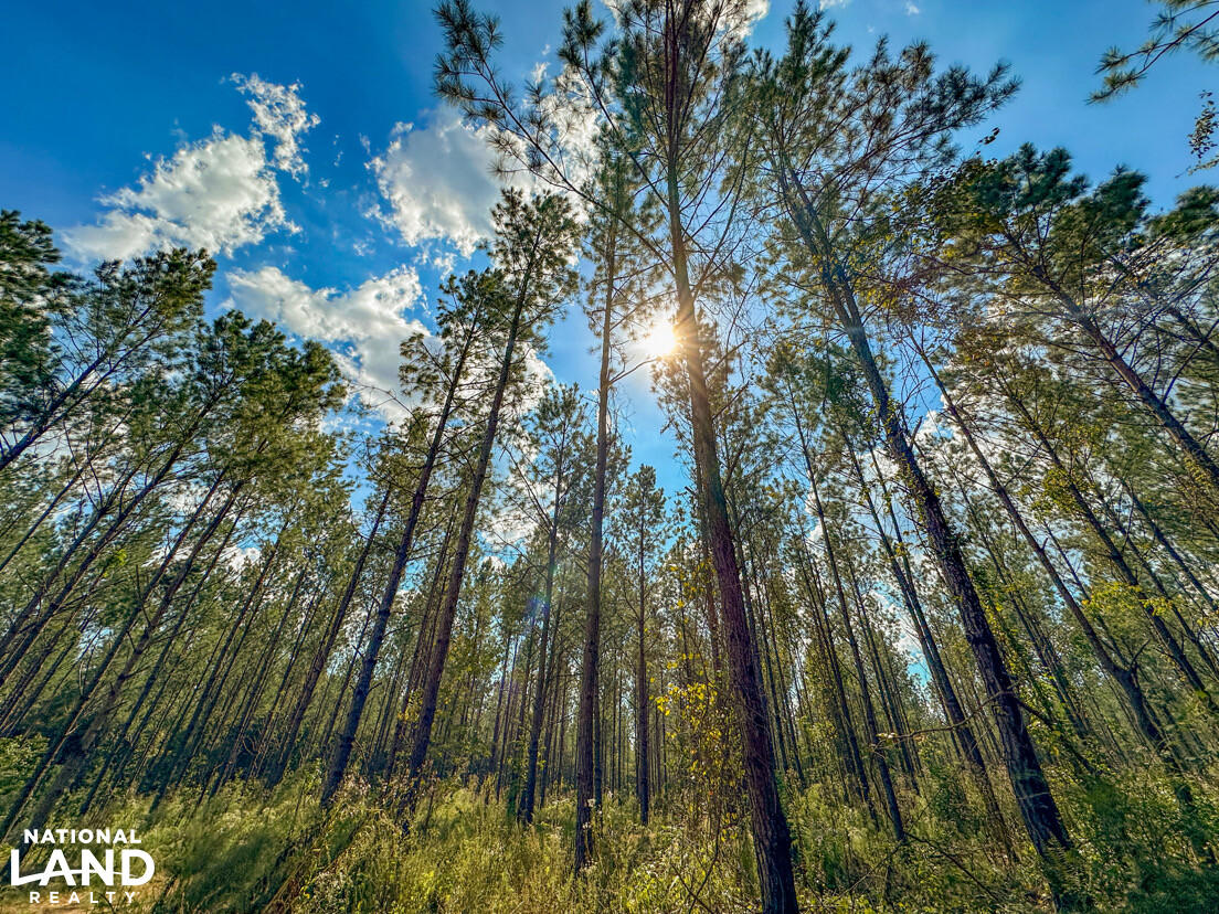 Deer Creek Road Farm, Camp and Timber in Bibb County, AL (71 of 75)