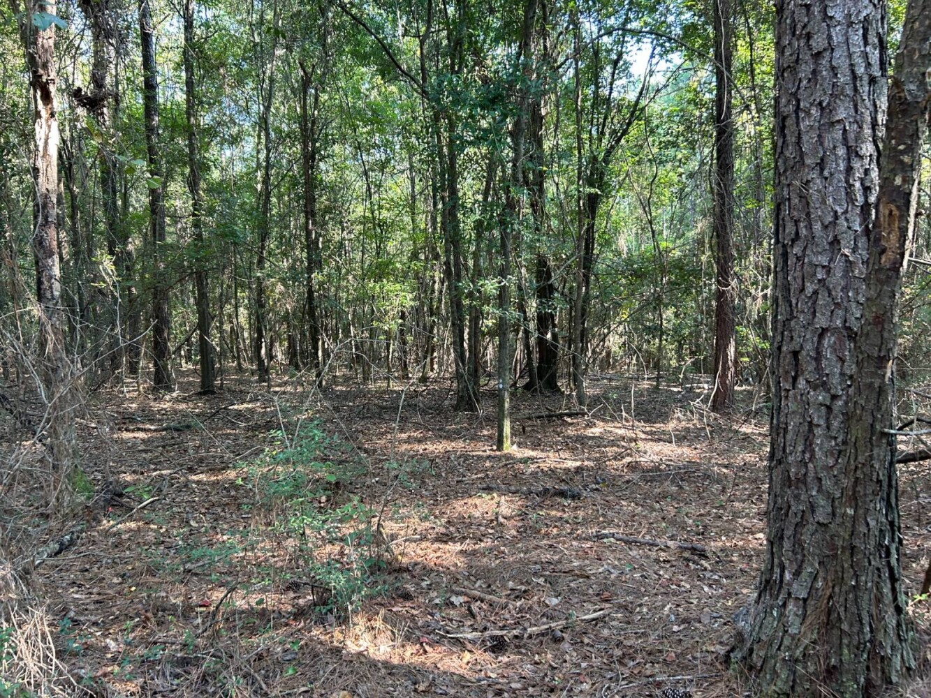 Land for Sale in Okaloosa County, FL (33 of 86)