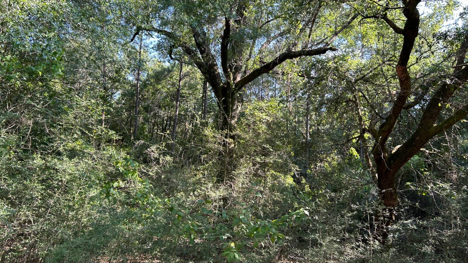 Land for Sale in Okaloosa County, FL (35 of 86)