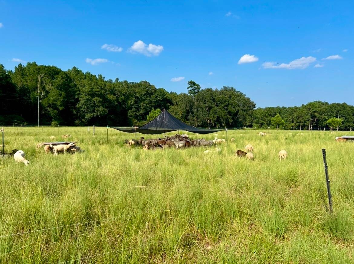 Land for Sale in Okaloosa County, FL (58 of 86)