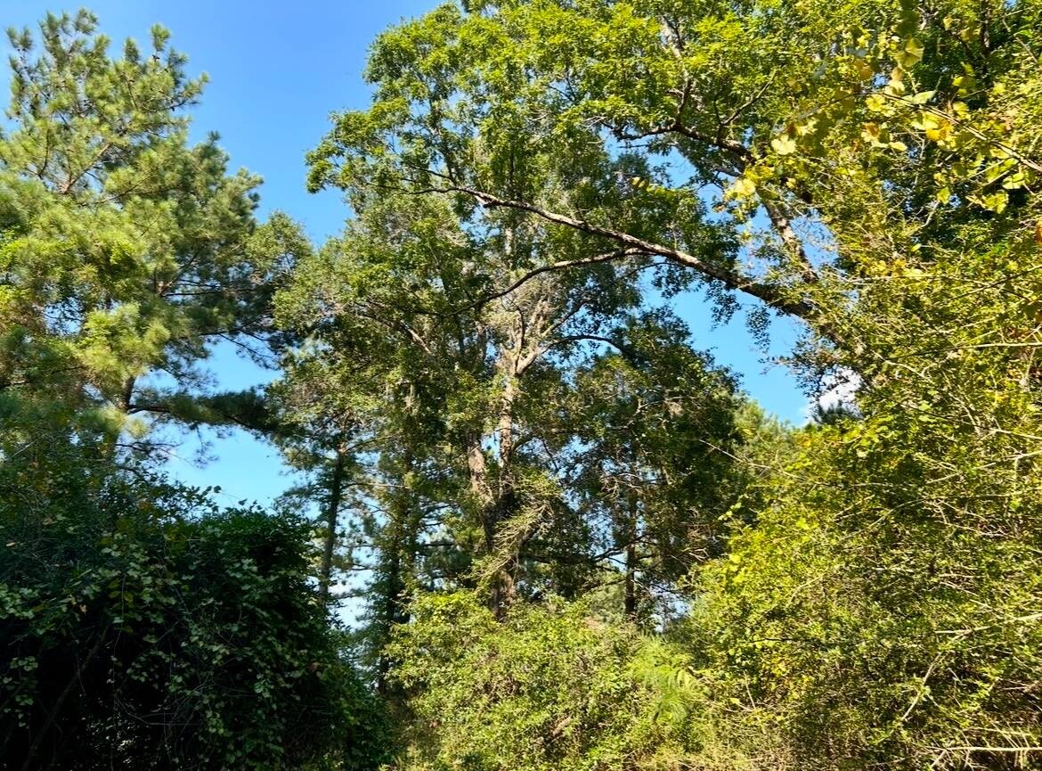 Land for Sale in Okaloosa County, FL (71 of 86)