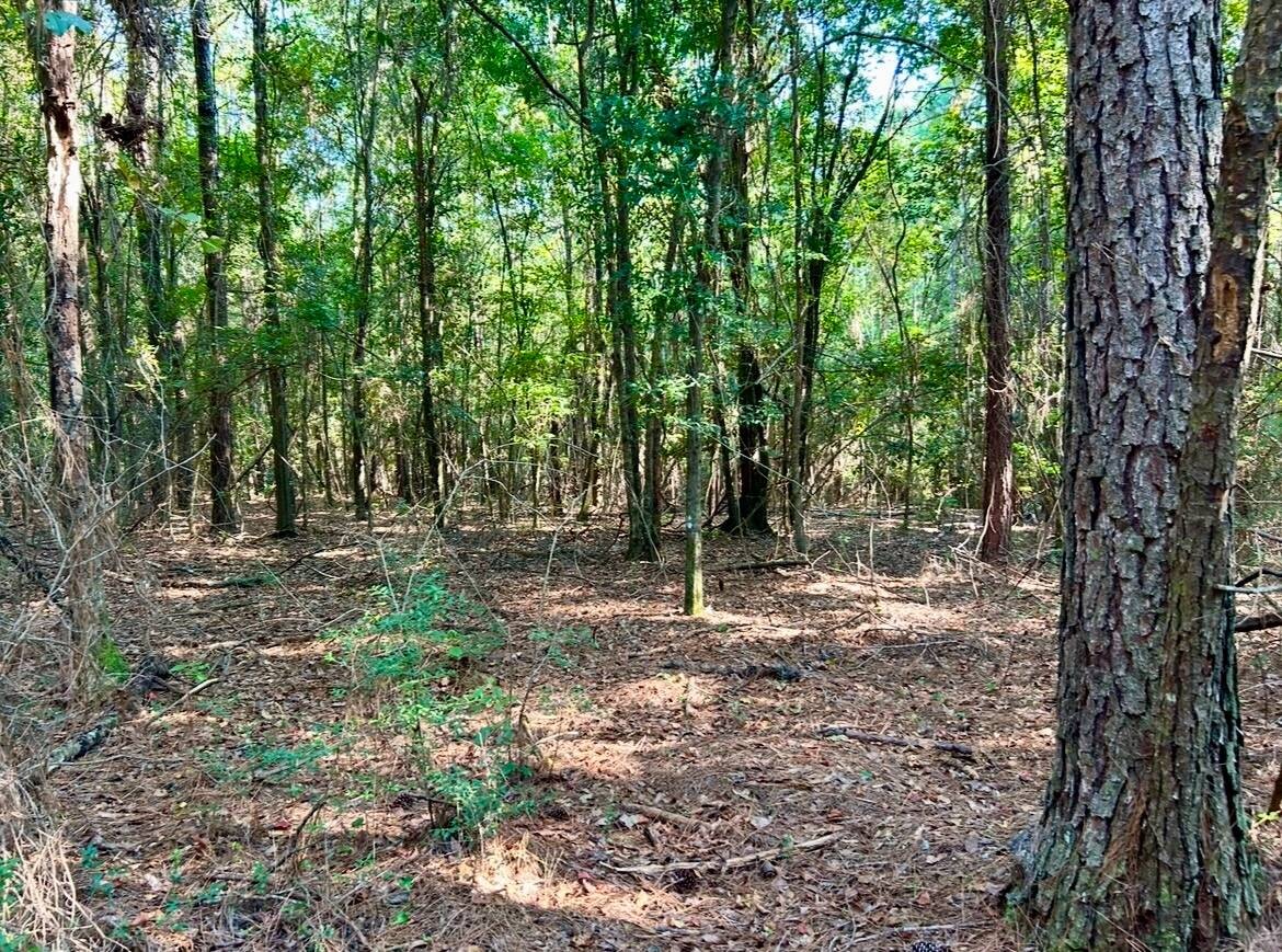 Land for Sale in Okaloosa County, FL (72 of 86)