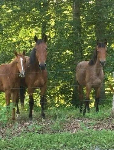 Land for Sale in Clay County, TN (13 of 22)