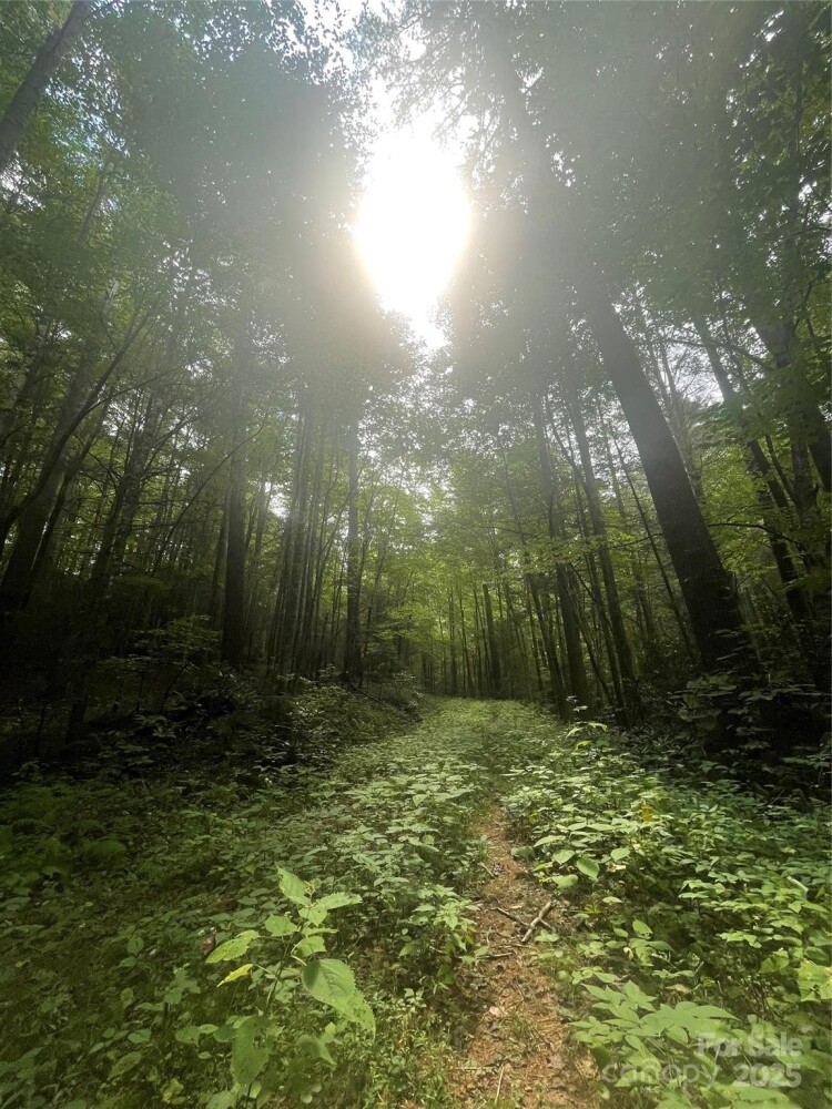 Land for Sale in Yancey County, NC (6 of 29)