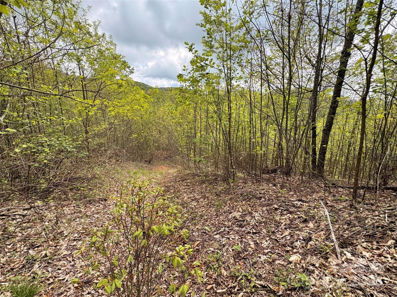 Land for Sale in Yancey County, NC (14 of 29)