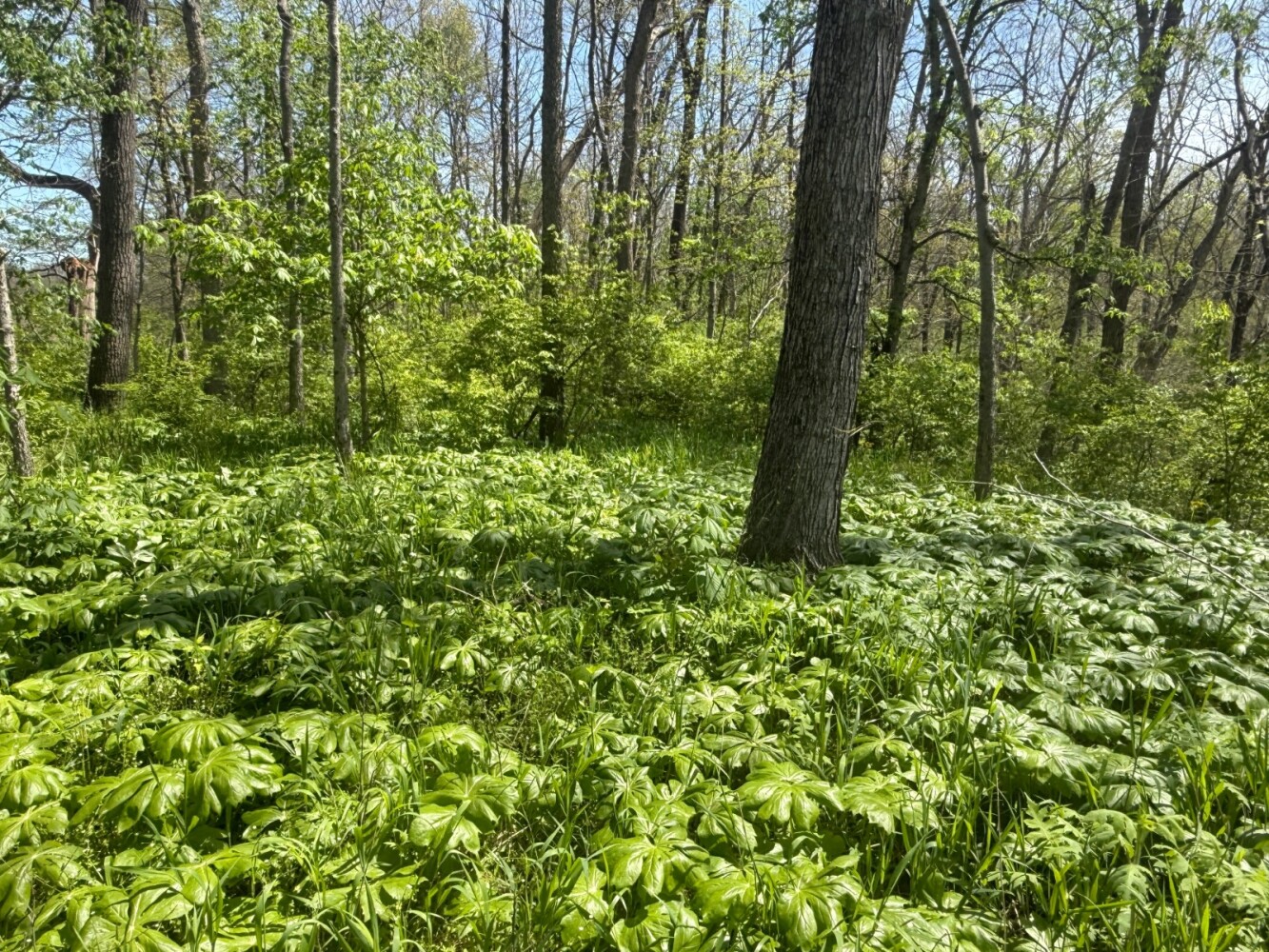 Land for Sale in Union County, IN (6 of 36)