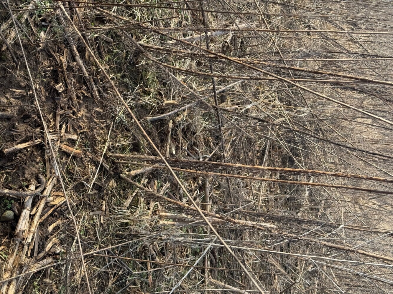 Land for Sale in Union County, IN (29 of 36)