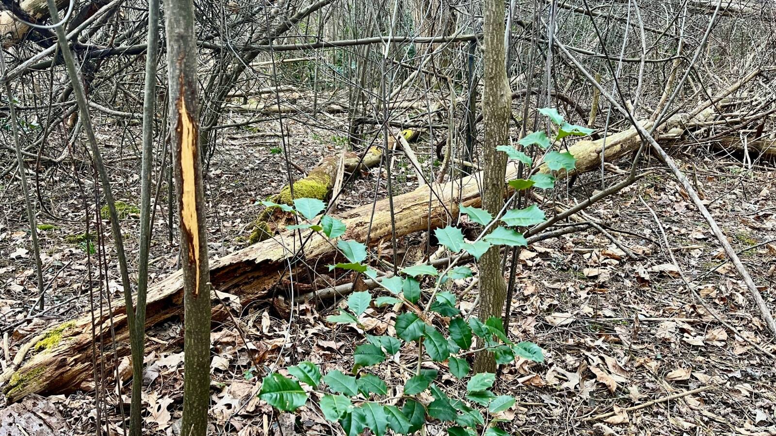 Land for Sale in Trumbull County, OH (4 of 54)