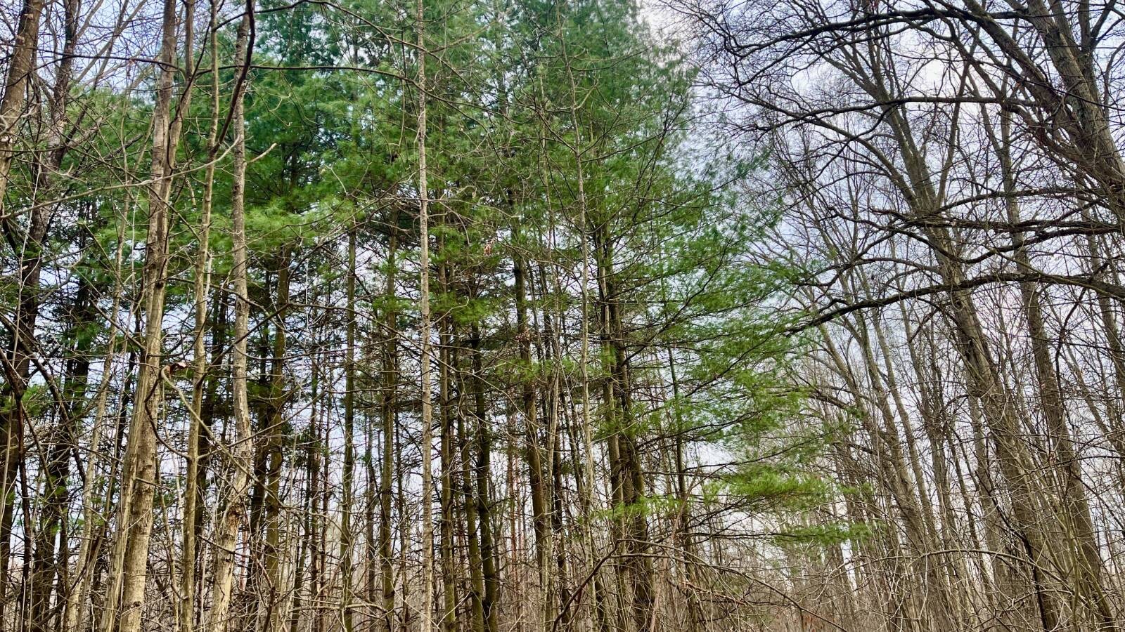 Land for Sale in Trumbull County, OH (5 of 54)