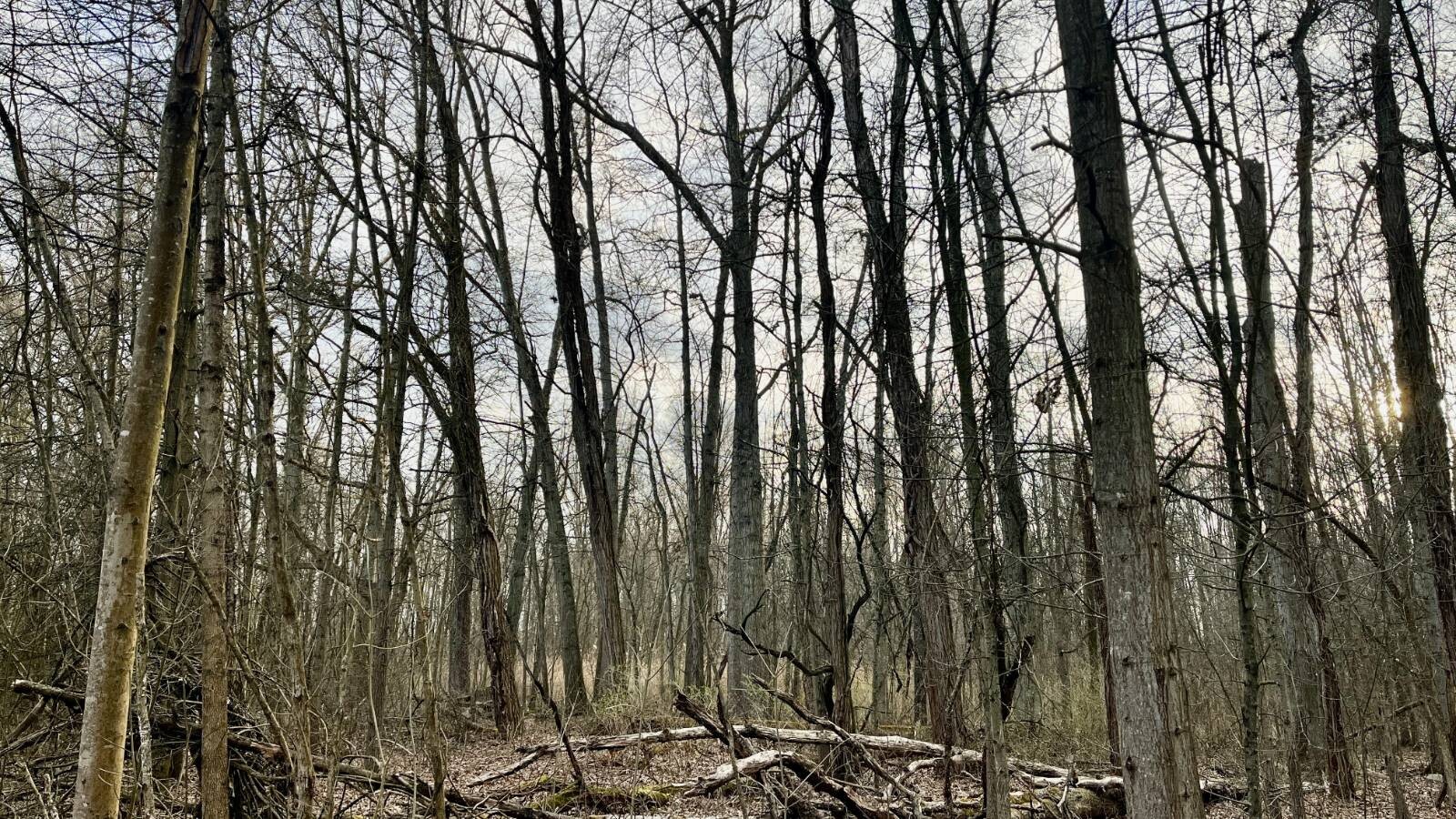 Land for Sale in Trumbull County, OH (18 of 54)
