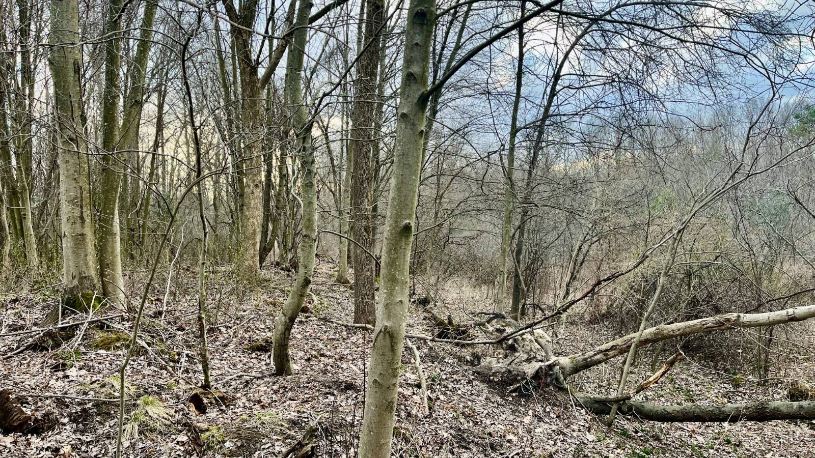 Land for Sale in Trumbull County, OH (29 of 54)