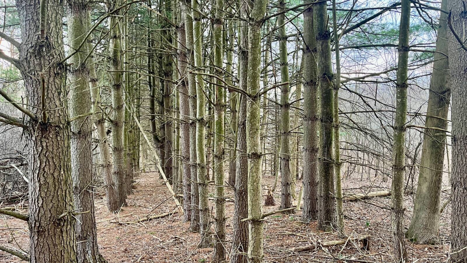 Land for Sale in Trumbull County, OH (40 of 54)
