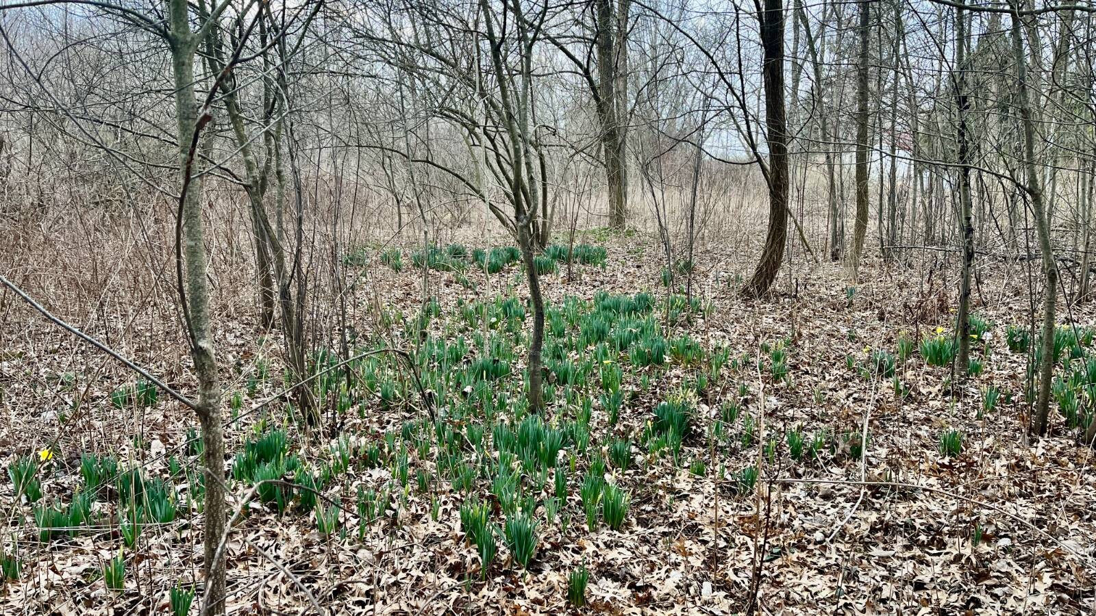 Land for Sale in Trumbull County, OH (41 of 54)