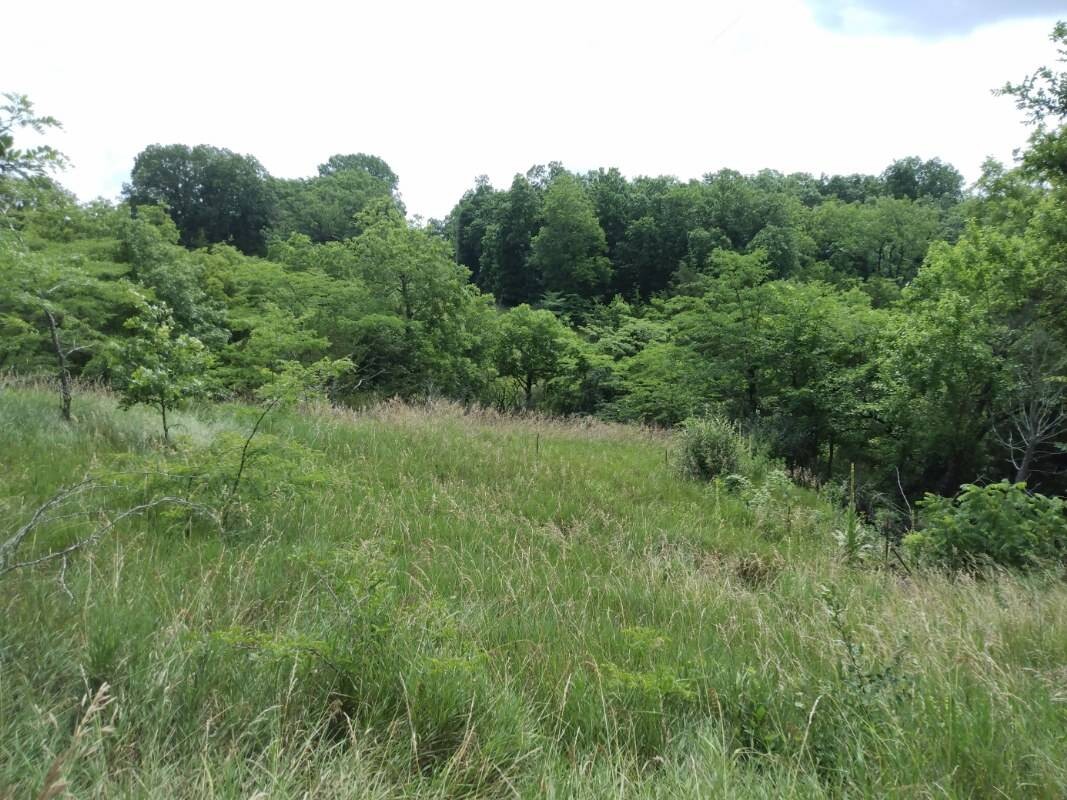 Land for Sale in Schuyler County, MO (19 of 38)