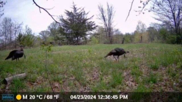 Land for Sale in Schuyler County, MO (35 of 38)