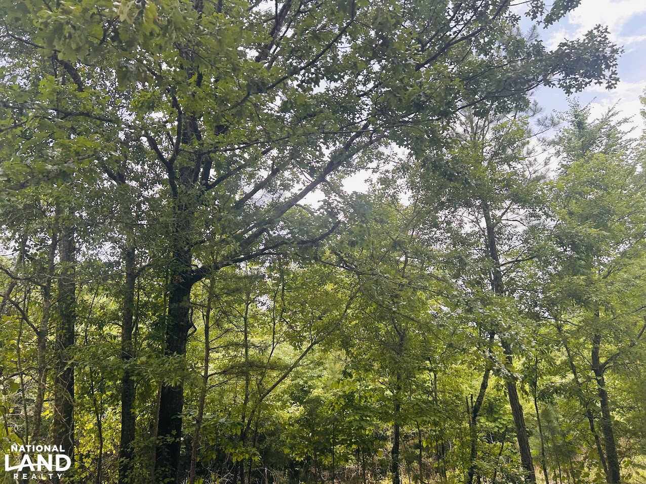 7.33 +/- Acres Talladega County in Talladega County, AL (5 of 14)