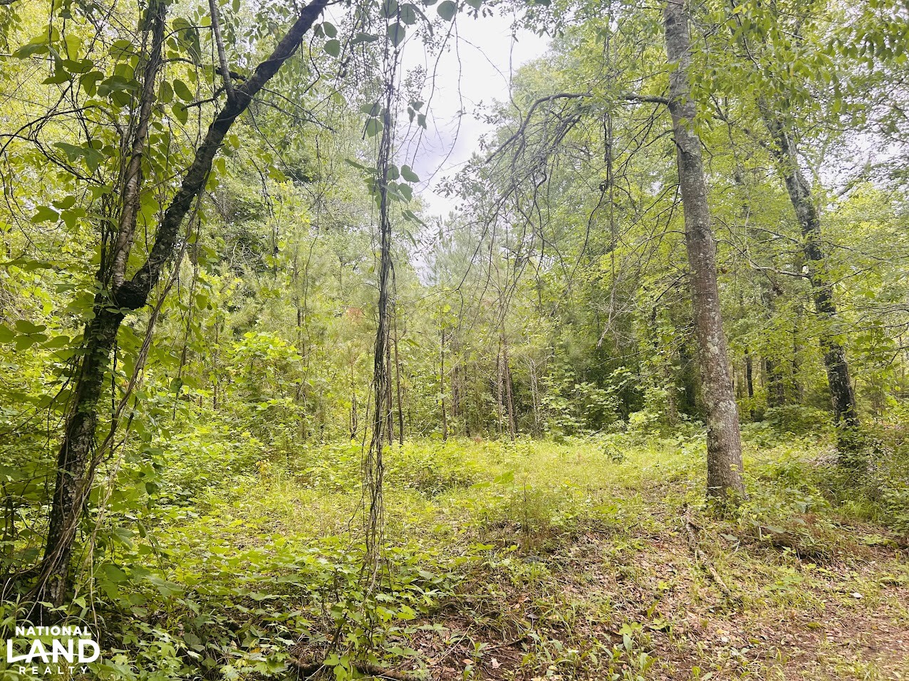 7.33 +/- Acres Talladega County in Talladega County, AL (8 of 14)