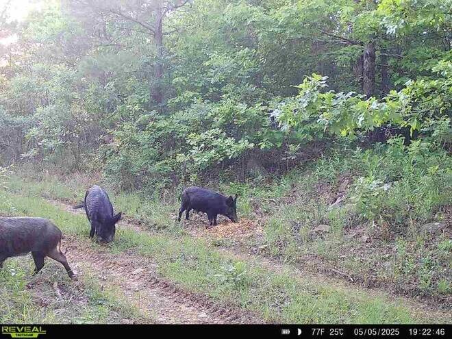 Land for Sale in Pushmataha County, OK (10 of 11)