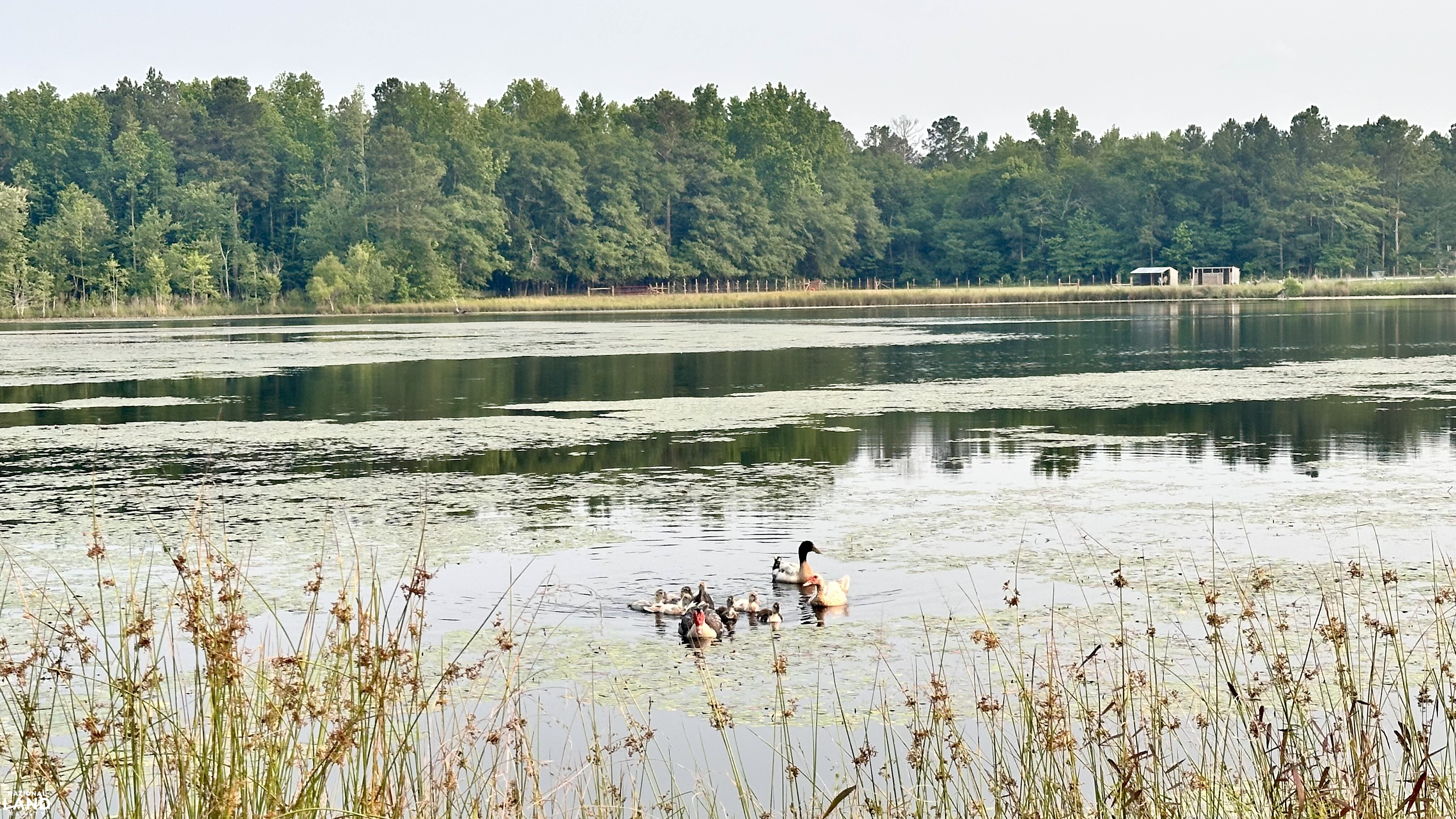 Jefferson Hay Farm and Pond in Chesterfield County, SC (30 of 84)