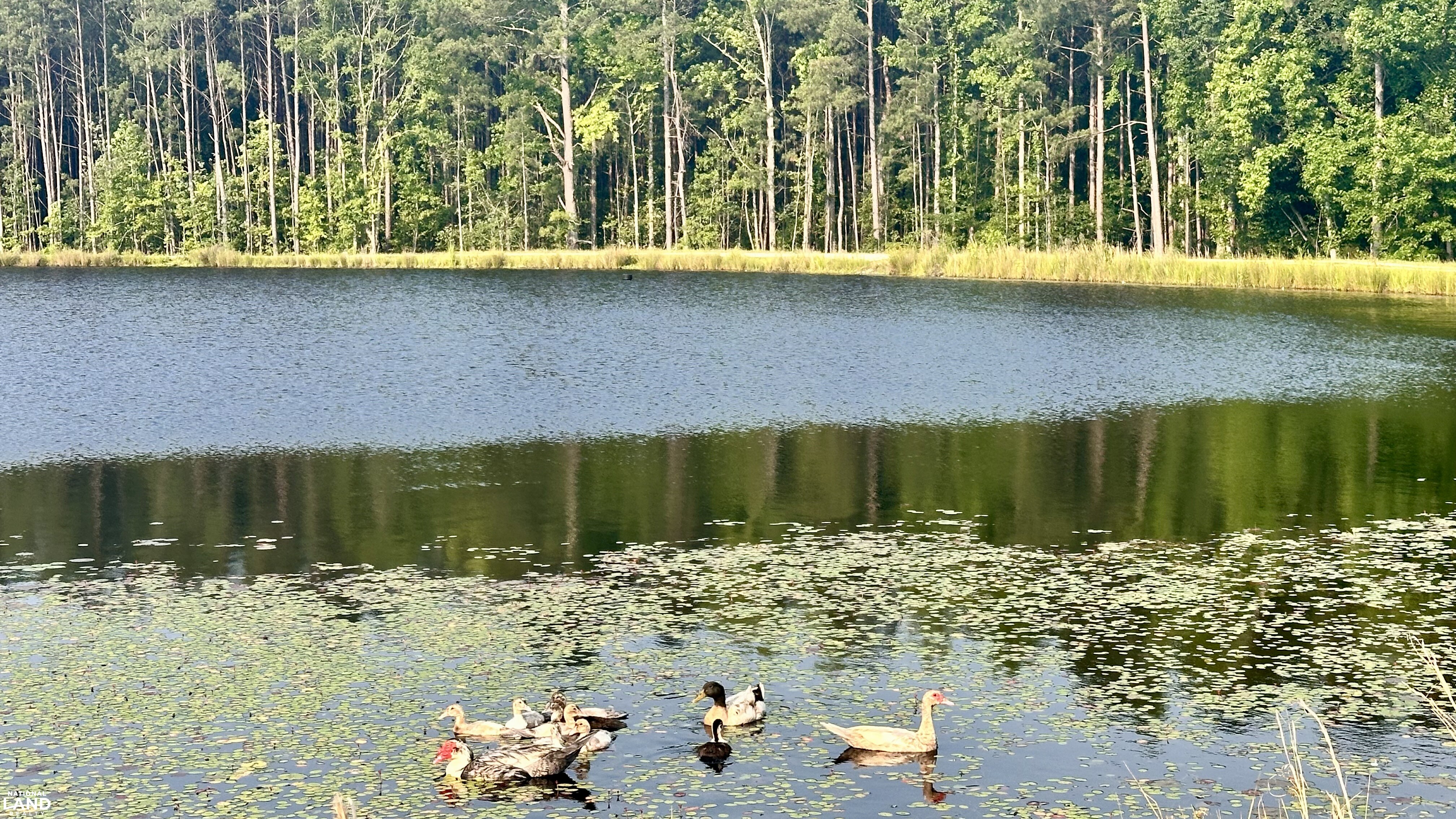Jefferson Hay Farm and Pond in Chesterfield County, SC (71 of 84)