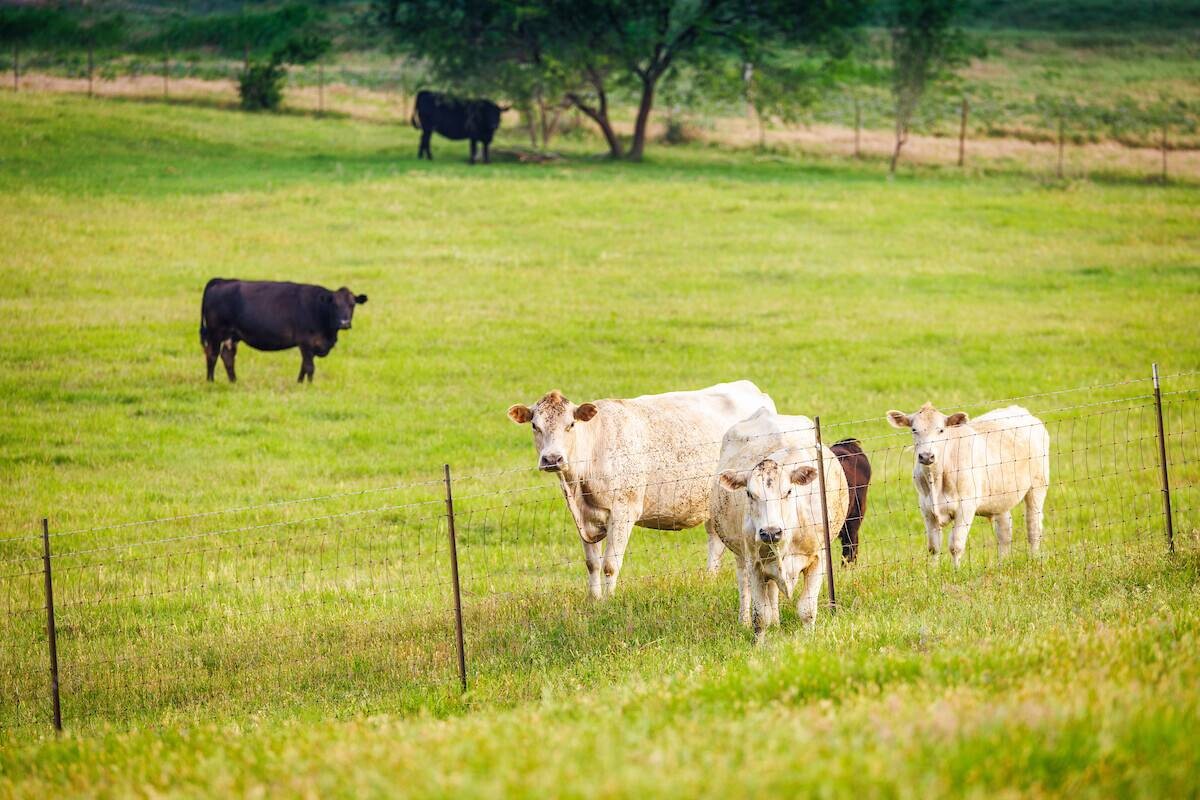 Land for Sale in Somervell County, TX (14 of 15)