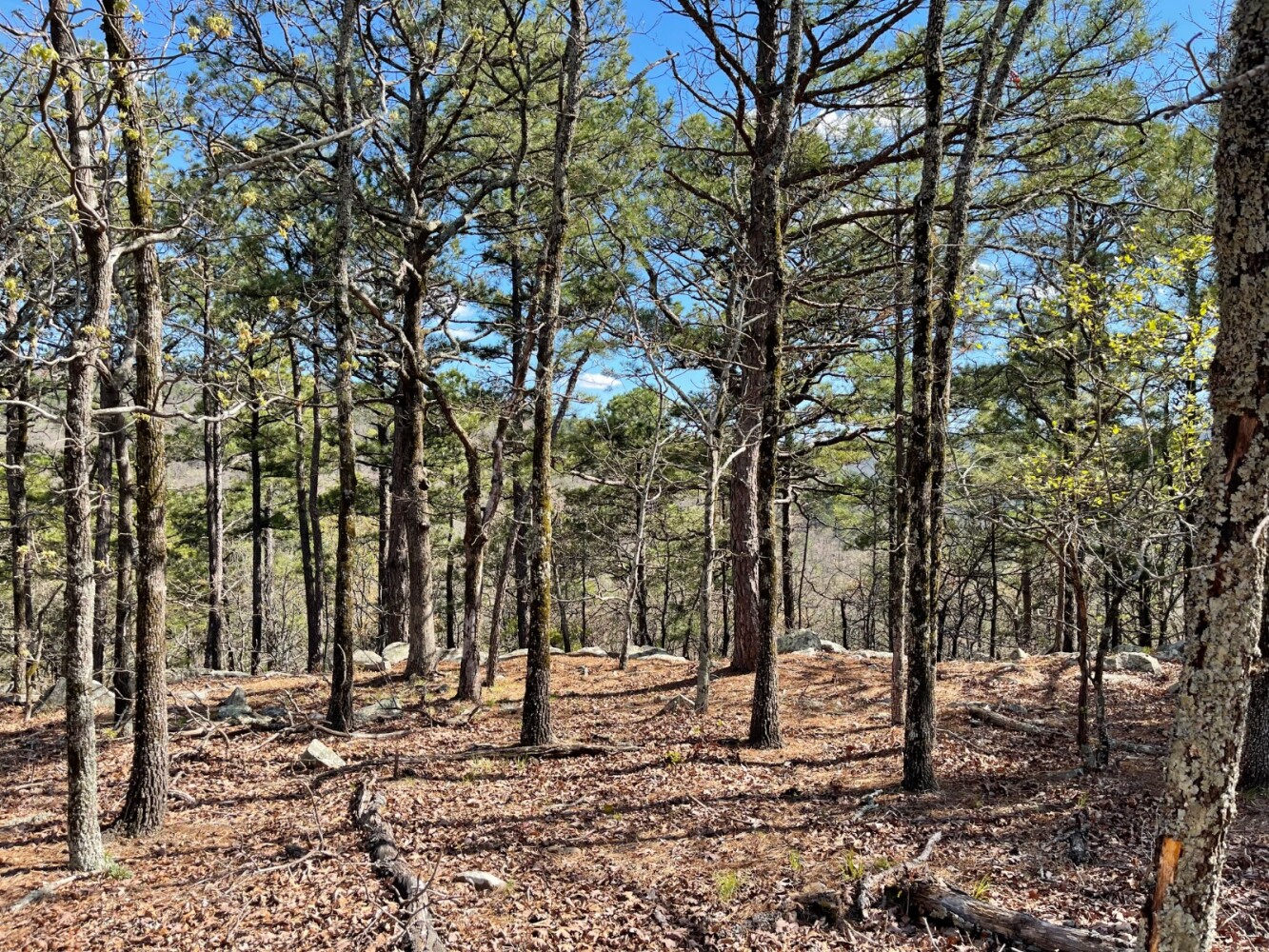 Land for Sale in Pushmataha County, OK (8 of 100)