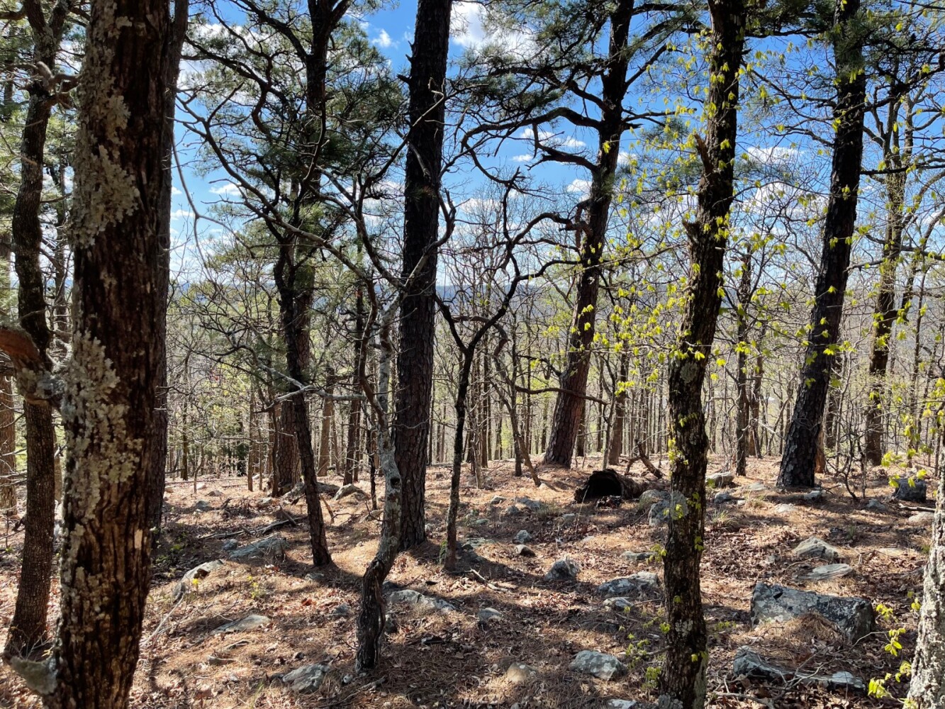 Land for Sale in Pushmataha County, OK (12 of 100)