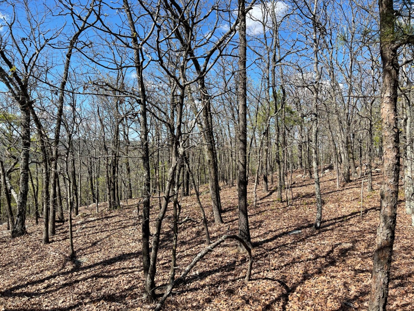 Land for Sale in Pushmataha County, OK (13 of 100)