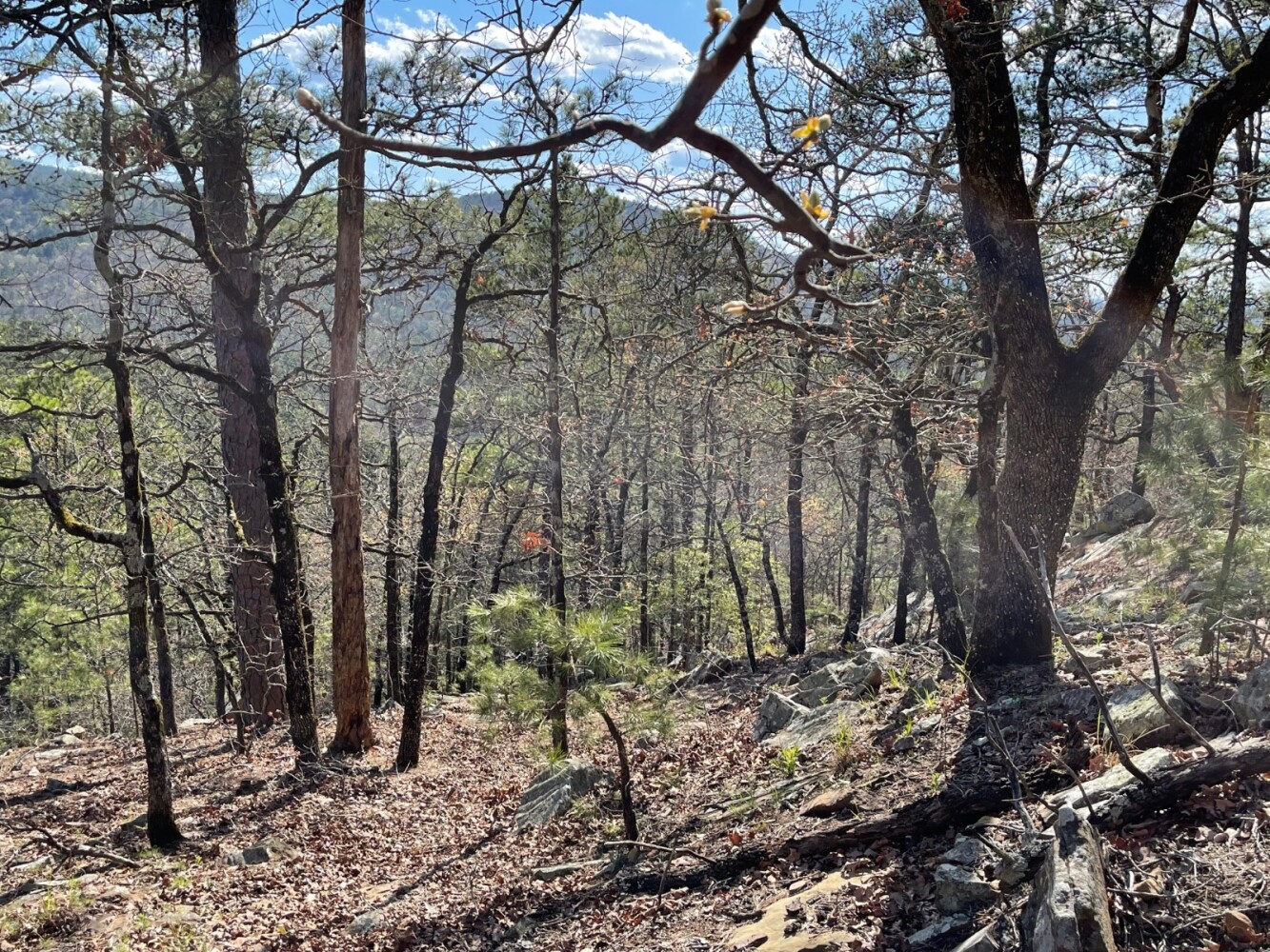 Land for Sale in Pushmataha County, OK (16 of 100)