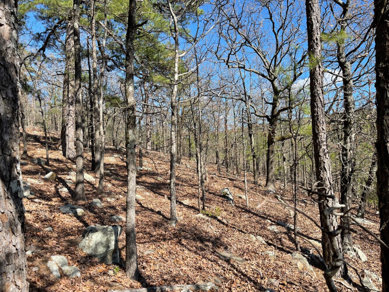 Land for Sale in Pushmataha County, OK (21 of 100)