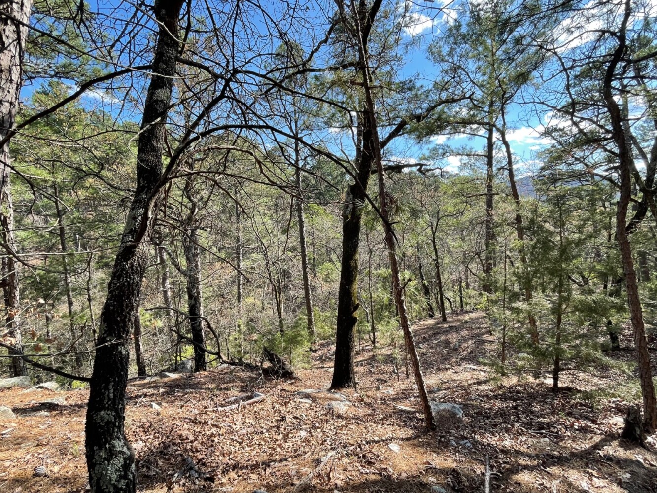 Land for Sale in Pushmataha County, OK (28 of 100)