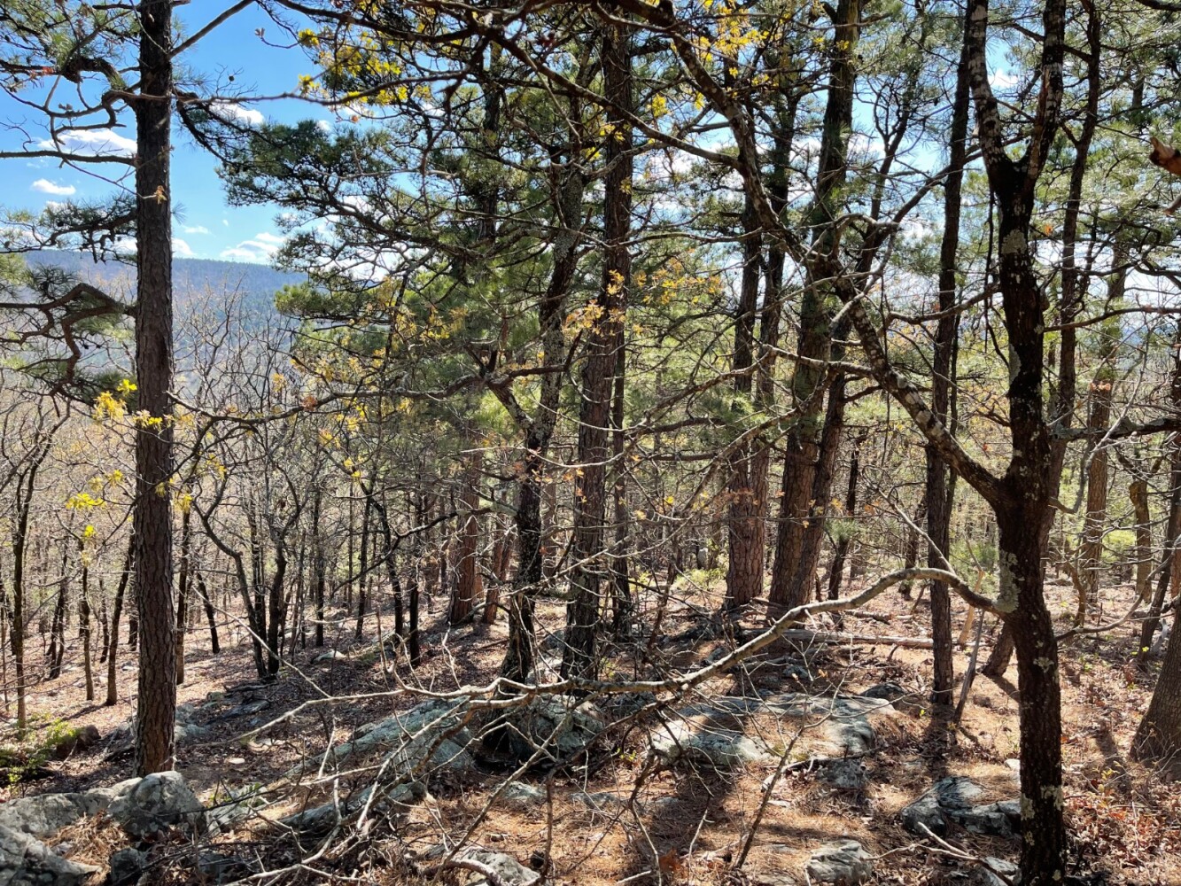 Land for Sale in Pushmataha County, OK (40 of 100)