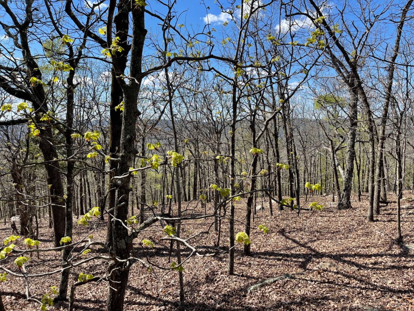 Land for Sale in Pushmataha County, OK (64 of 100)