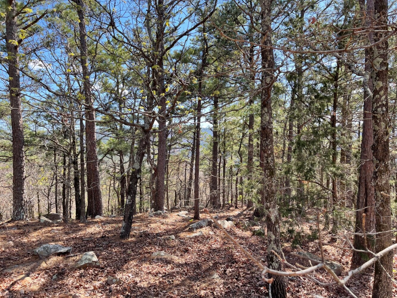 Land for Sale in Pushmataha County, OK (69 of 100)