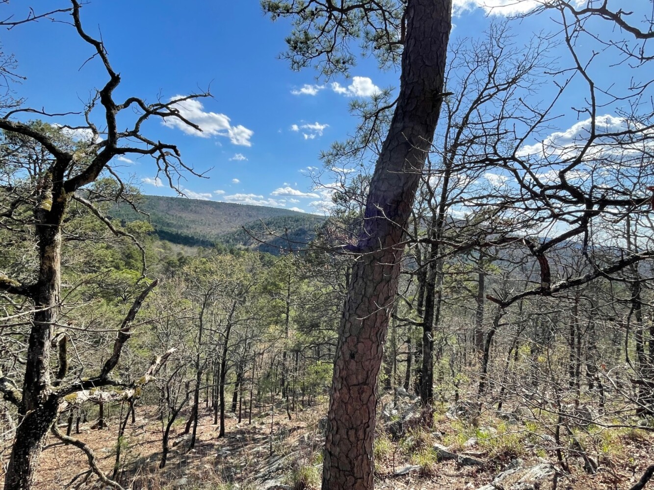 Land for Sale in Pushmataha County, OK (73 of 100)