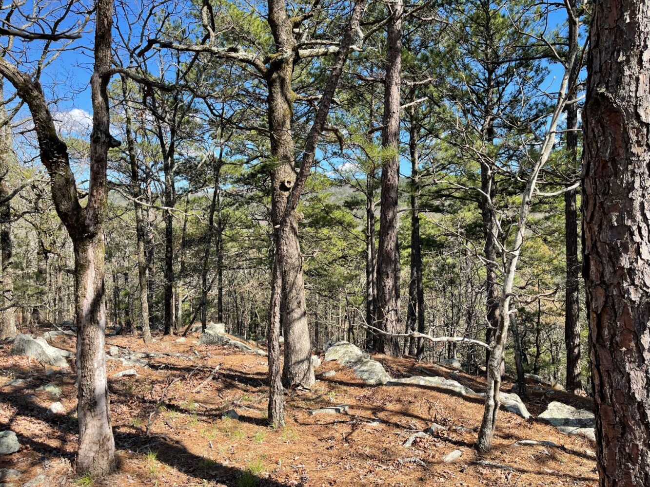 Land for Sale in Pushmataha County, OK (77 of 100)