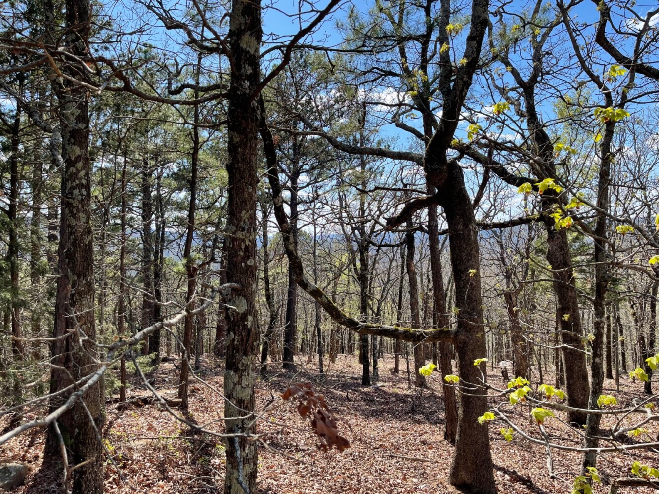 Land for Sale in Pushmataha County, OK (87 of 100)