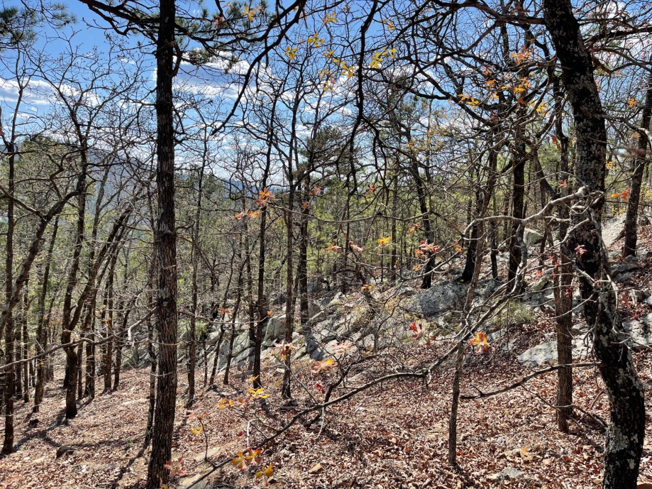 Land for Sale in Pushmataha County, OK (92 of 100)