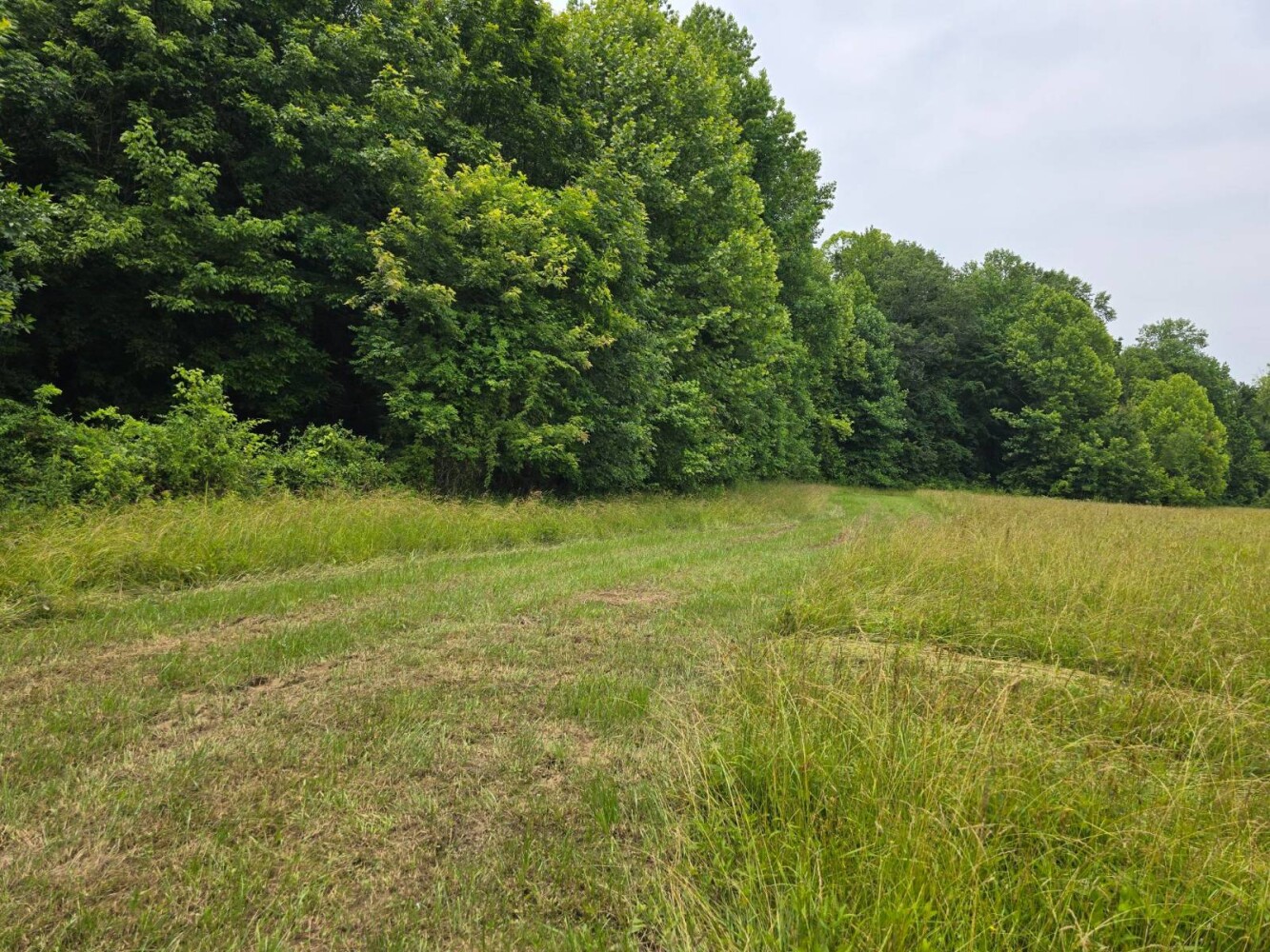 Land for Sale in Metcalfe County, KY (5 of 20)