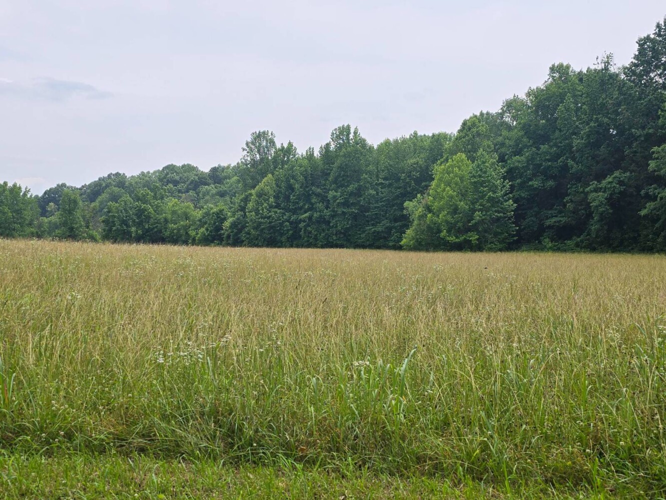Land for Sale in Metcalfe County, KY (9 of 20)