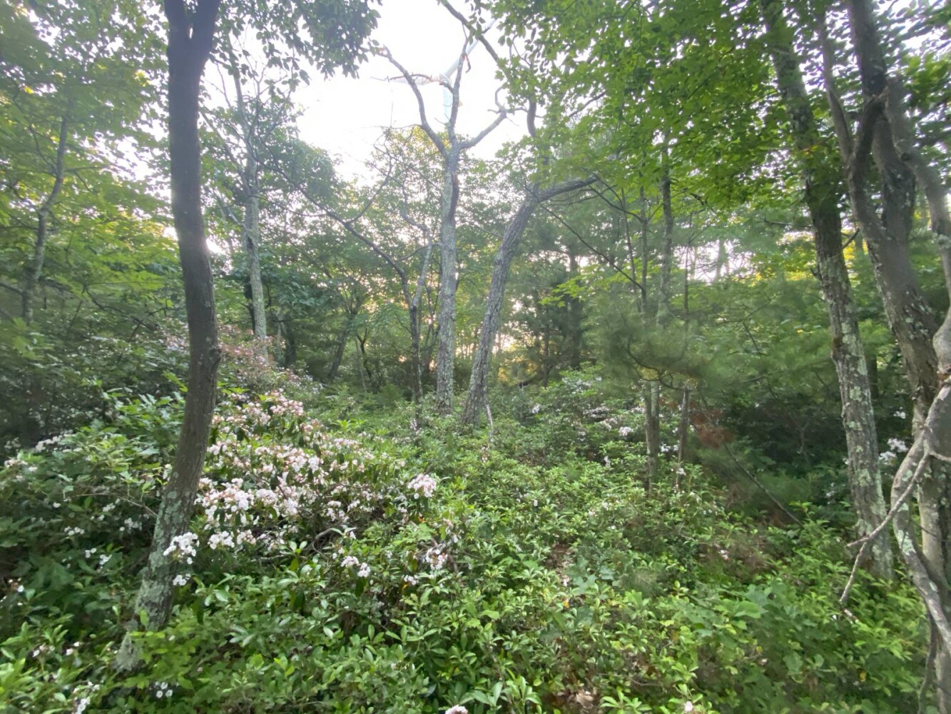 Land for Sale in Wyoming County, PA (26 of 59)