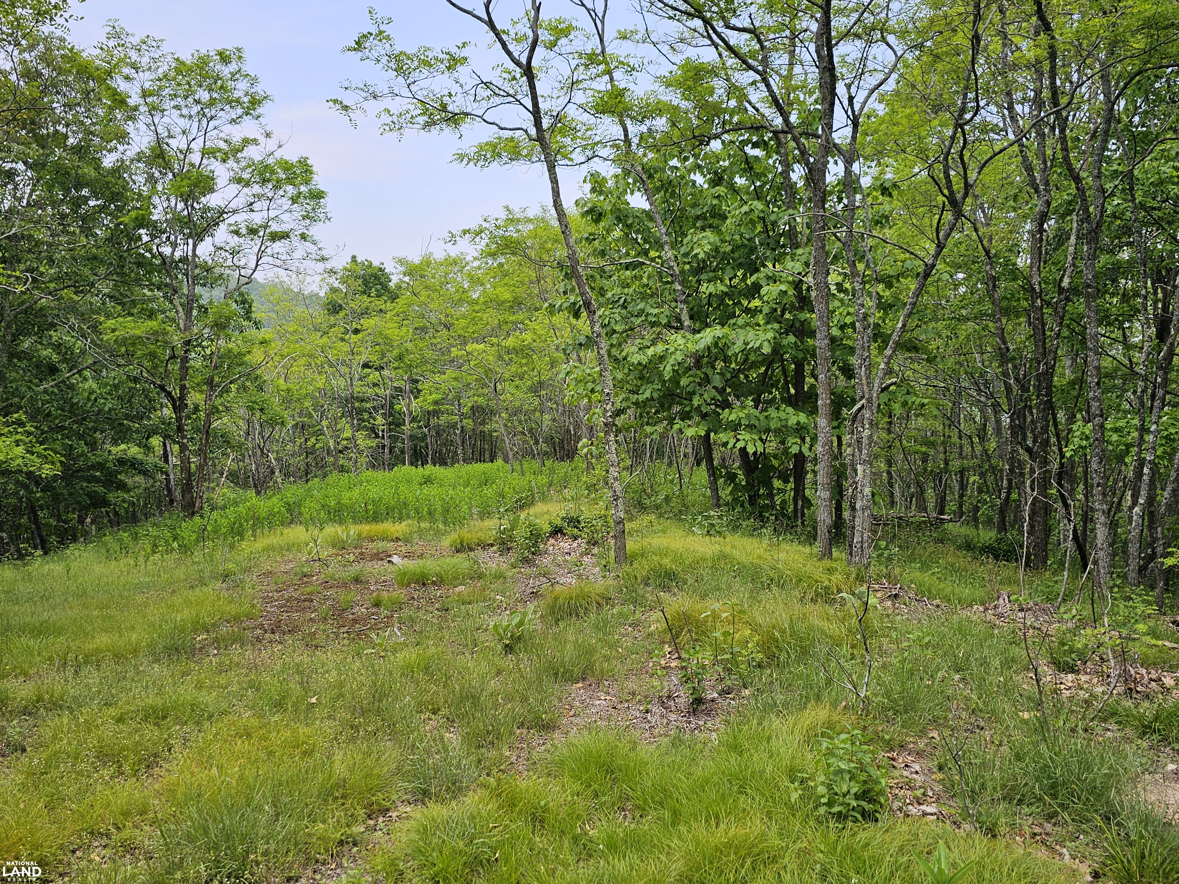246 Acre Mountain Paradise in Highland County, VA (17 of 37)