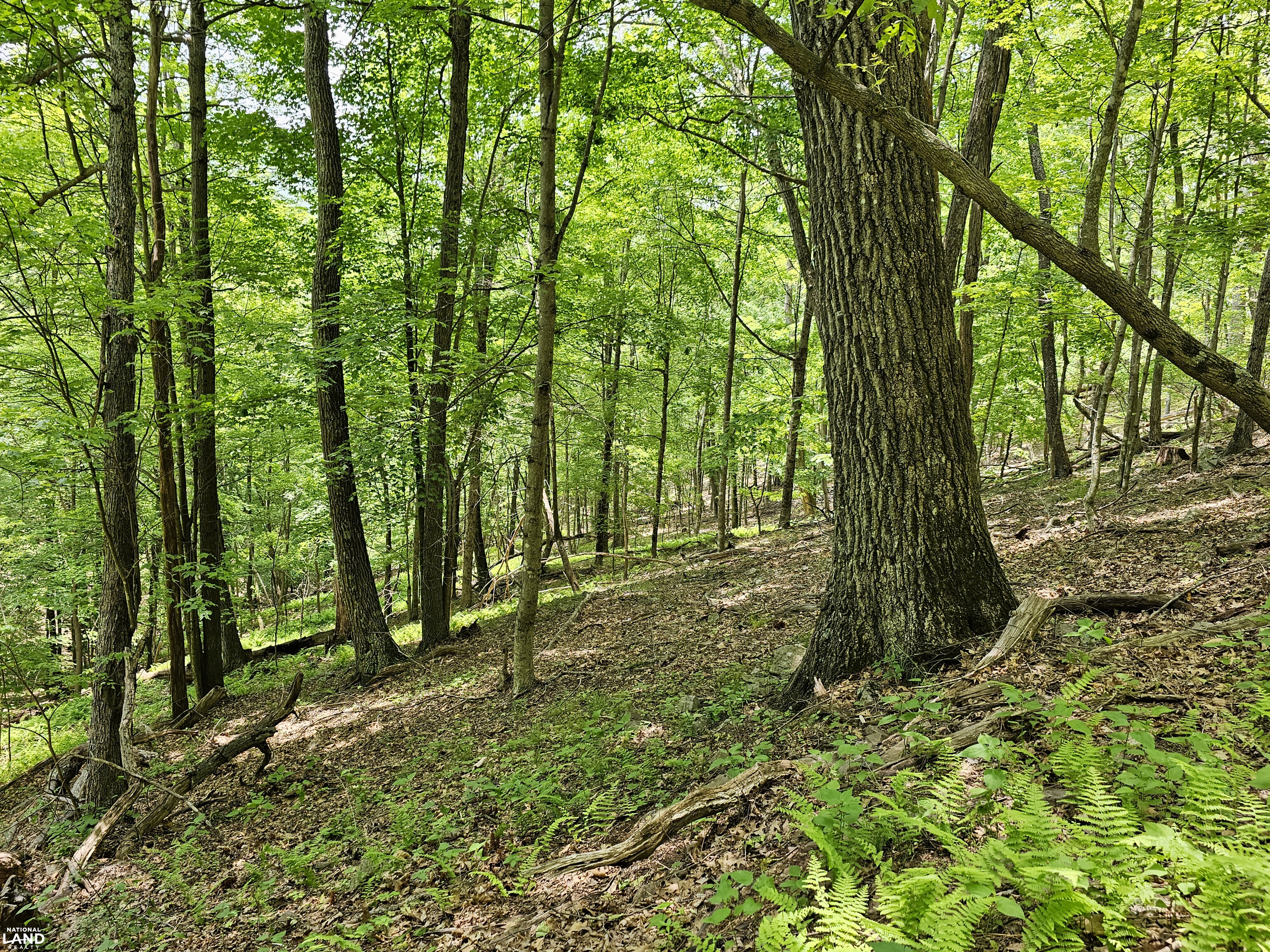 246 Acre Mountain Paradise in Highland County, VA (7 of 37)