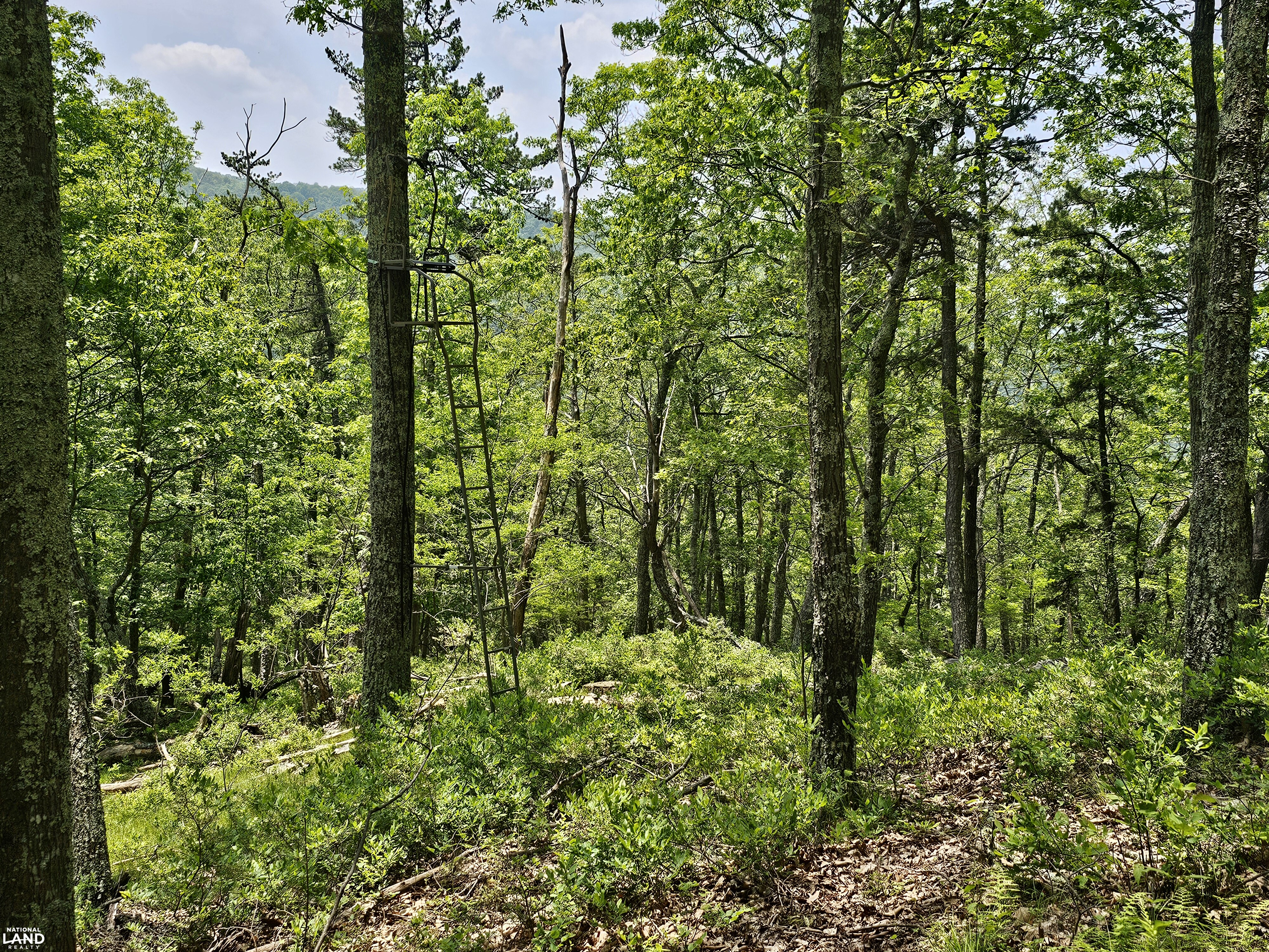 246 Acre Mountain Paradise in Highland County, VA (9 of 37)