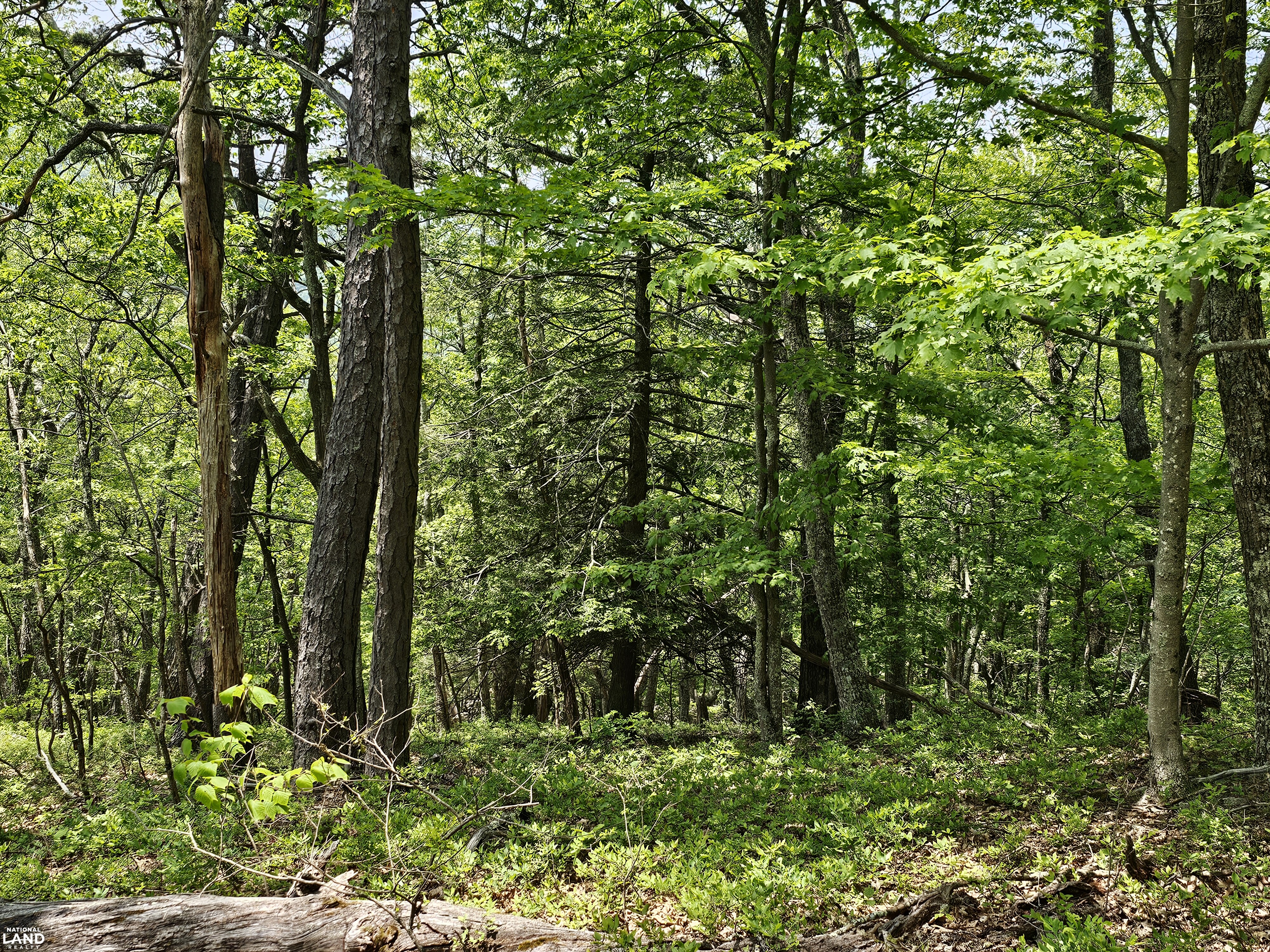 246 Acre Mountain Paradise in Highland County, VA (10 of 37)