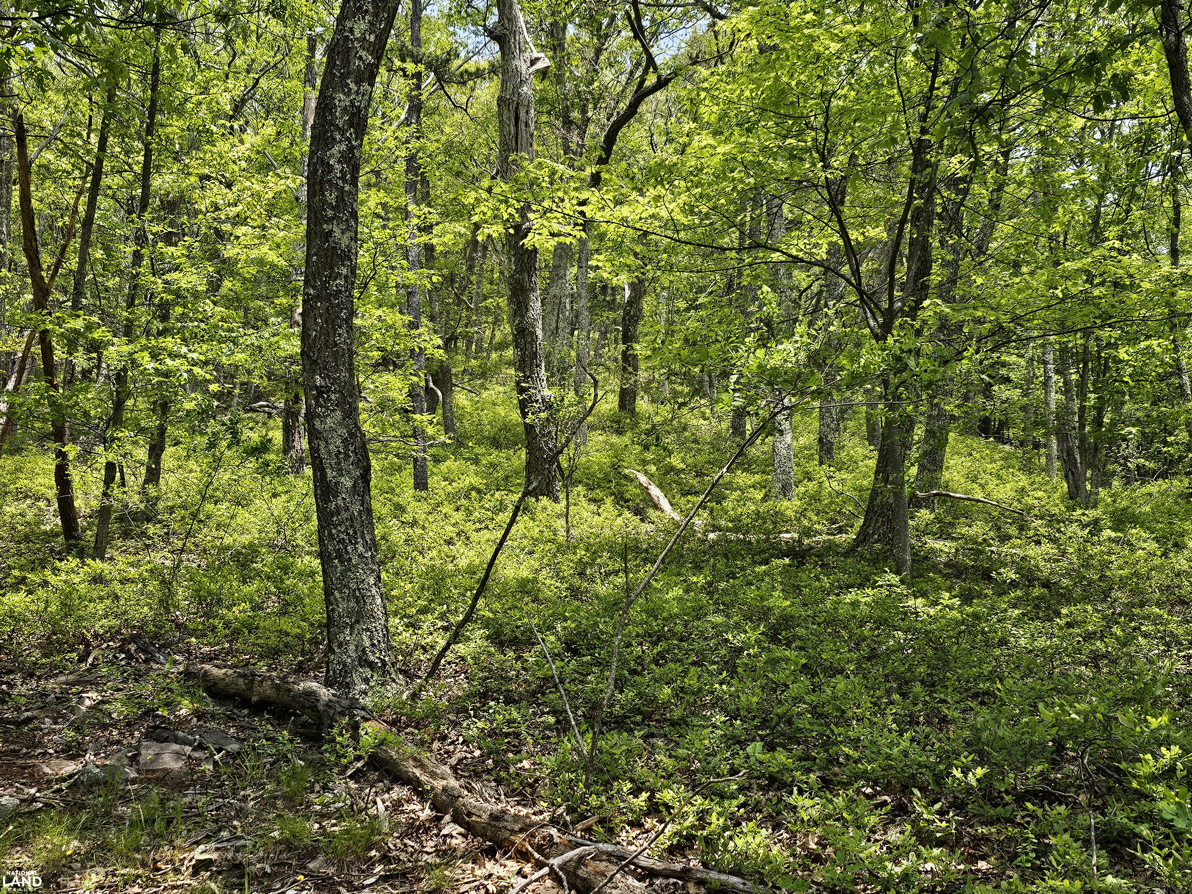 246 Acre Mountain Paradise in Highland County, VA (12 of 37)