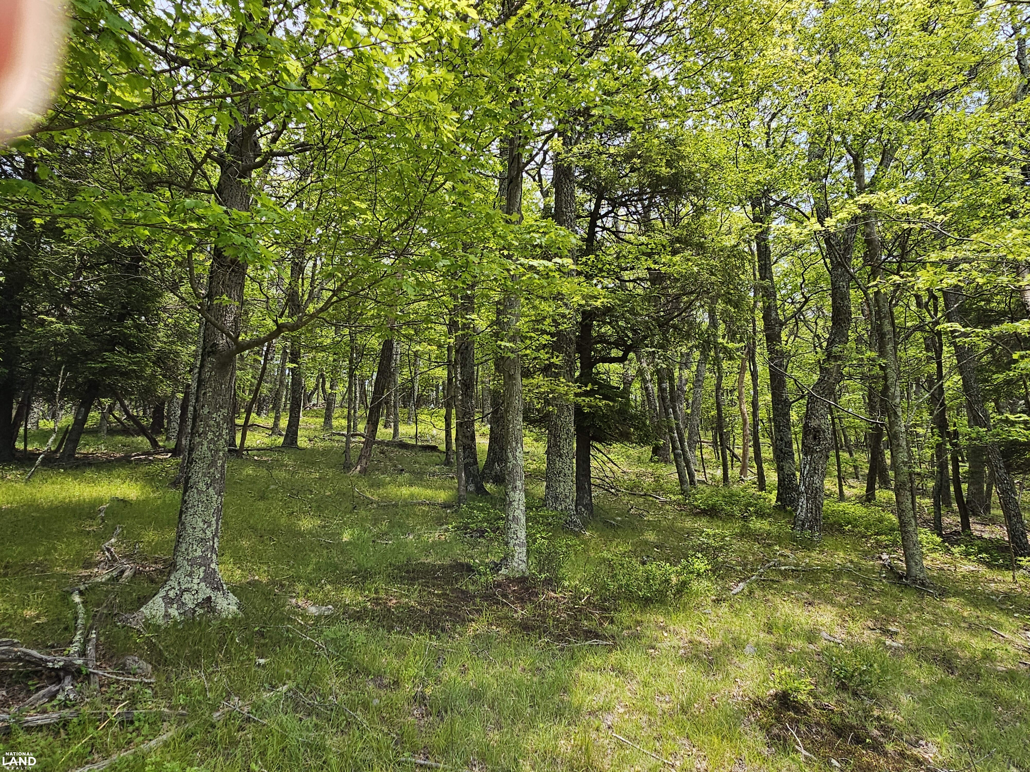 246 Acre Mountain Paradise in Highland County, VA (14 of 37)