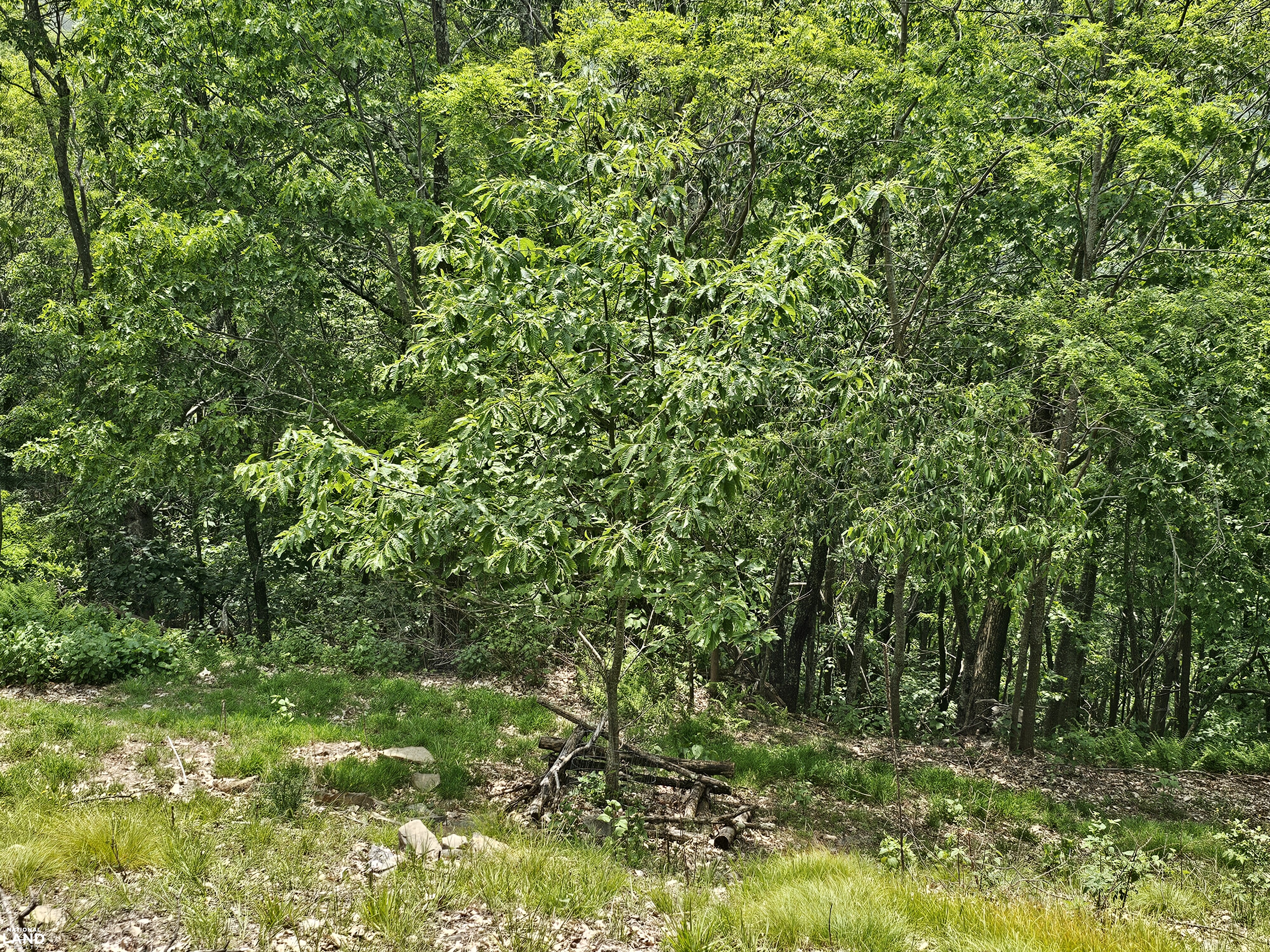 246 Acre Mountain Paradise in Highland County, VA (16 of 37)